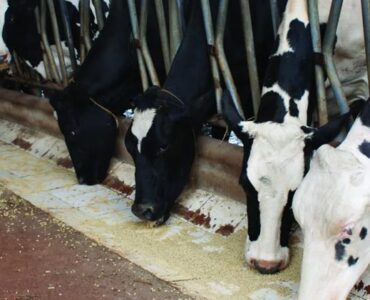 Maior evento da indústria de alimentação animal da América Latina acontece em junho em São Paulo